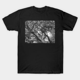 Enchanted Tree T-Shirt